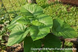 Image result for Pteris buchananii