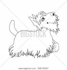 All scottish terrier coloring page scottie wheaten color best ideas about puppy pinterest terriers dogs cute names puppies pages. Cute Puppy Dog Vector Photo Free Trial Bigstock