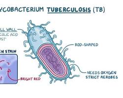Image of Mycobacterium tuberculosis bacteria