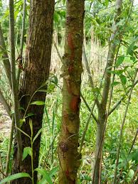 Wuchshöhe bis 20 meter und darüber hinaus. Salix Triandra Wikiwand