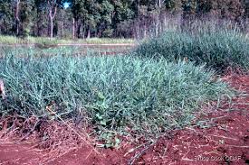 Image result for Digitaria setifolia
