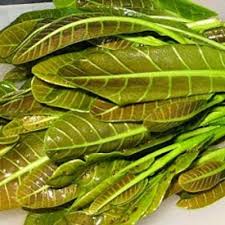 Pokok gajus (anacardium occidentale) riza atiq abdullah bin o.k. Khasiat Pucuk Ketereh