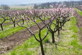 Not only should the planting site be free of heavy shade from nearby trees, it should also be expansive enough to accommodate the tree's projected mature size. How To Grow Peach Trees