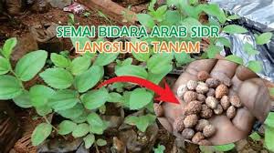 Banyak rahsia disebalik pokok bidara dari segi kesihatan. Cara Tanam Pokok Bidara Cara Pindah Pasu Pokok Bidara Epal Guna Campuran Tanah Pokok Bidara Atau Nama Saintifiknya Ziziphus Jujuba Sinonim Plasstnig
