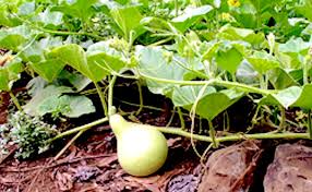 Image result for Lagenaria rufa