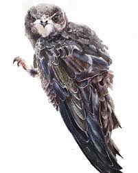 Результат пошуку зображень за запитом "стриж"