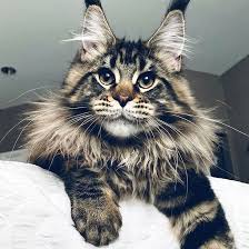 Adorable Kitten Animal Cute Cat Gif Cats Cat Gif