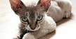 Devon Rex Kittens For Sale by Reputable Breeders ...