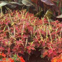 Image result for Coleus sylvestris