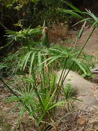Image result for Cyperus latifolius