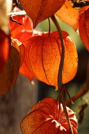 Lampion Flower Chinese Lanterns Plant Flowers Autumn Garden