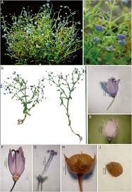 Image result for Oldenlandia geophila