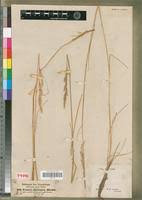 Image result for Festuca abyssinica