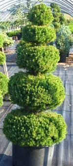 Check spelling or type a new query. Poodle Dwarf Alberta Spruce Topiary Trees Topiary Landscape Nursery