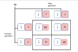 Dominate allele for tall plants = d recessive allele for. Chapter 3 Hw Genetics Flashcards Quizlet