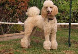 Mẫu cắt tỉa lông chó Poodle đẹp nhất