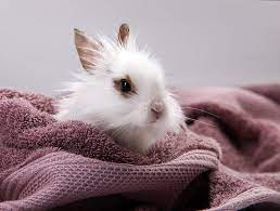 Allergies to cats are one of the most common allergies among individuals. What Rabbit Sheds The Least Should I Get Rabbits Rabbits Guide Omlet Uk