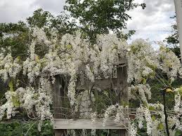 Image result for Petrea volubilis