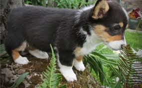We are a small home and have only 6 corgi puppies for sale, Pembroke Welsh Corgi Puppies For Sale Rochester Mn 156965