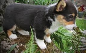 The pembroke welsh corgi is an alert, athletic, smart, gentle and loving dog. Pembroke Welsh Corgi Puppies For Sale Rochester Mn 156965