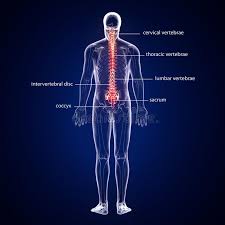 Shop.alwaysreview.com has been visited by 1m+ users in the past month 3d Illustration Of Human Body Spinal Bone Anatomy Stock Illustration Illustration Of Series Found 117914777