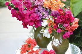 We did not find results for: A Beginner S Guide To Growing Bougainvillea In New Zealand Stuff Co Nz