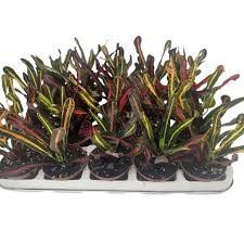 Image result for Croton kilwae