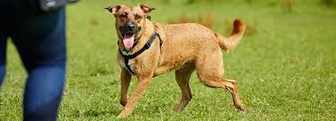 How to draw a cartoon dog. Treatment For Heatstroke Dog First Aid Rspca