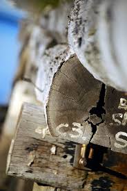 Check spelling or type a new query. Preserving Driftwood The 5 Do S And 5 Don Ts The Restless Creative Co