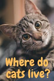 Pin On Cat Personality