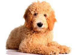 Mini & standard goldendoodles available! Mini Goldendoodle Puppies For Sale In Pa California Ny Others Mini Goldendoodle