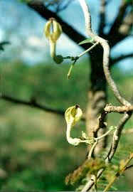 Image result for Ceropegia lugardiae