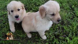 Goldendoodles Happy Hill Farm Ohio