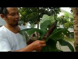 Maybe you would like to learn more about one of these? Obat Ginjal Daun Gedi Merah Youtube