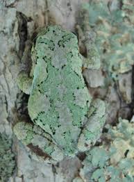 Gray tree frogs can be found in the canadian provinces of ontario, manitoba, and new brunswick. Eastern Grey Treefrog Mountain Lake Biological Station U Va