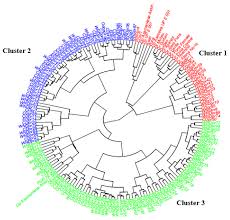 Image result for Dioscorea praehensilis