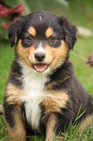 View available dogs, cats, rabbits, horses and more. Past Litters Trail Blazer English Shepherd