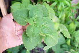 Some gardeners rub cuban oregano all over the skin and use it as an insect repellant. How To Grow And Care For Cuban Oregano Gardener S Path