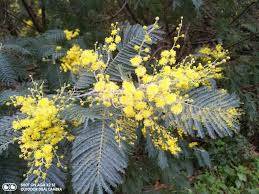 Image result for Aeschynomene pawekiae