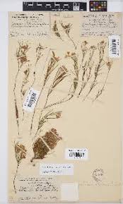 Image result for Argyrolobium tuberosum