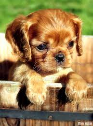 Cutiepie By Kbj 77 On Deviantart Cute Baby Dogs Baby Animals Cute Dogs