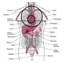 The cooling load on refrigerating equipment seldom results from any one source of heat but is the summation of the heat a surface area, m2 cop coefficient of performance d/d diameter, mm l length, m mr mass of refrigerant, kg q total heat transfer, w to. Splanchnology Splanchnologia The Science Of Internals Hijama Hijama Cupping Health Advisor