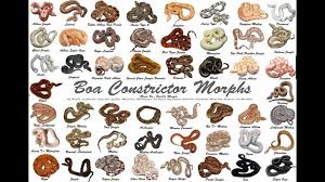 Ball Python Morph Chart Google Search Ball Python Morphs