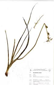 Image result for Dipcadi marlothii