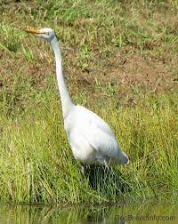 The limpkin is a large, unique marsh bird that has a slightly decurved beak and vaguely resembles an ibis. Great Blue Heron Bird Birds In The Wild