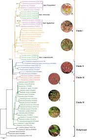 Image result for Agelanthus zizyphifolius