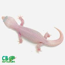 Diablo Blanco Leopard Gecko For Sale Online Baby Diablo Blanco Leopard Gargoyle Geckos For Sale Where To Buy Geckos For Sale Online Gecko Breeder Of Crested Geckos For Sale Near Me