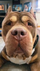 Can we make Lux America's Favorite Pet? PLEASE everyone go vote for  Lux.https://americasfavpet.com/2025/lux-429c#qr-modal