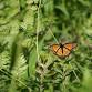 Summer Butterfly Count — Blue Ridge Discovery Center