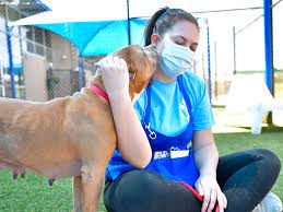 The mauling of luca romero happened during a pet adoption event in klyde warren park. Dallas Animal Services And Adoption Center Home Facebook
